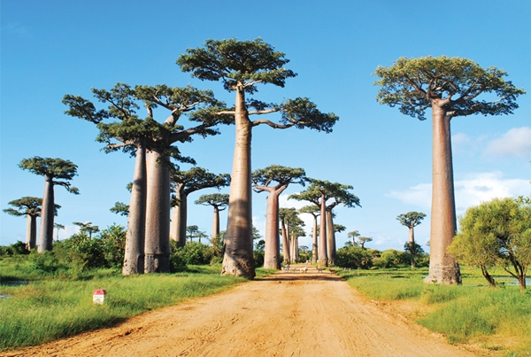 Amazing Trees Around the World