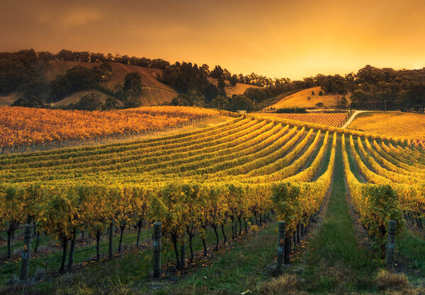The World’s Most Beautiful Vineyards