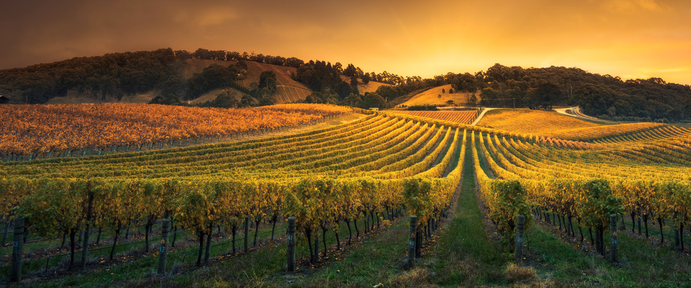 The World’s Most Beautiful Vineyards
