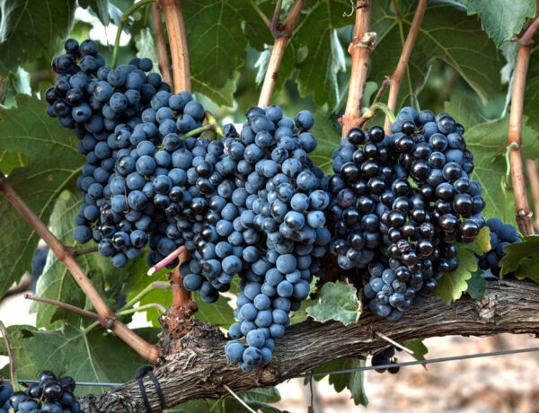Best Ribera del Duero Wineries
